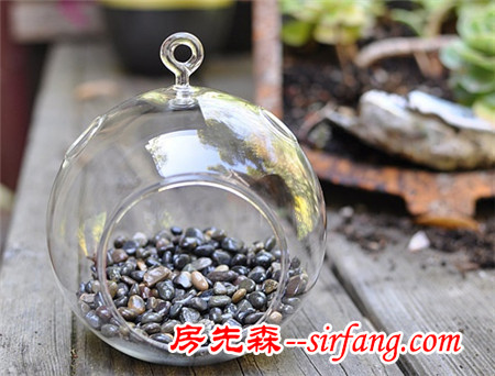 河州牡丹—巧做多肉植物盆景「图解」