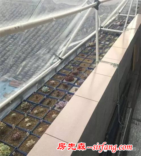 被隔壁美女送的肉肉拉入坑，我竟越陷越深~