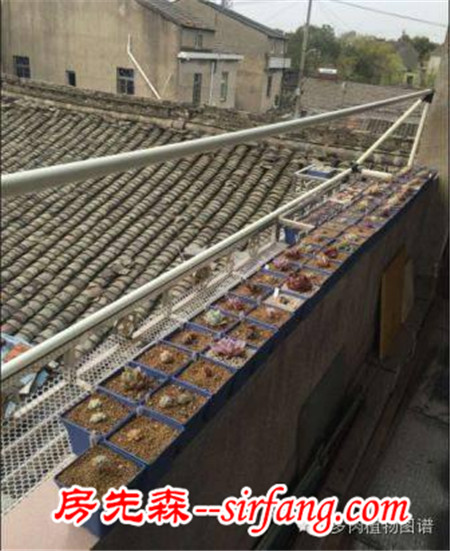 被隔壁美女送的肉肉拉入坑，我竟越陷越深~