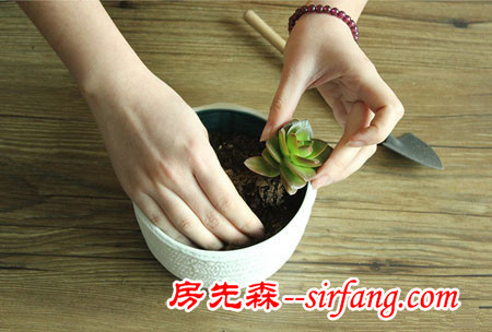 河州牡丹—巧做多肉植物盆景「图解」