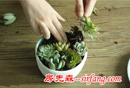 河州牡丹—巧做多肉植物盆景「图解」