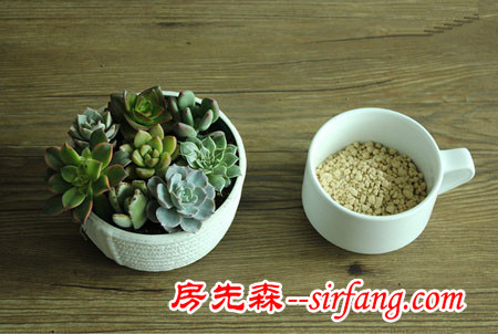 河州牡丹—巧做多肉植物盆景「图解」