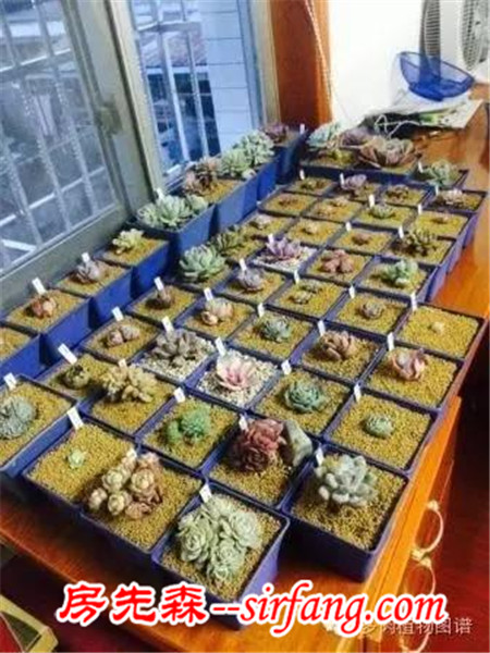 被隔壁美女送的肉肉拉入坑，我竟越陷越深~