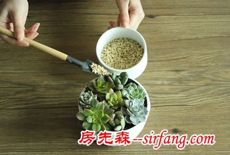 河州牡丹—巧做多肉植物盆景「图解」