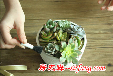 河州牡丹—巧做多肉植物盆景「图解」