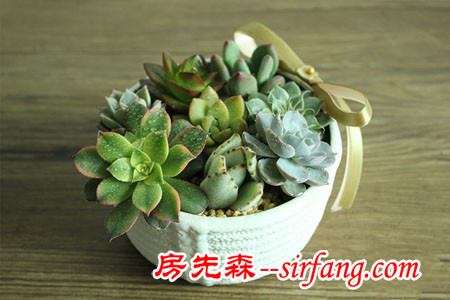 河州牡丹—巧做多肉植物盆景「图解」