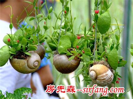 河州牡丹—巧做多肉植物盆景「图解」