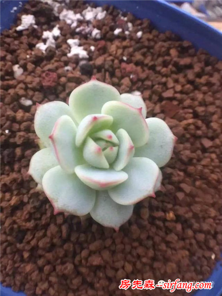 被隔壁美女送的肉肉拉入坑，我竟越陷越深~