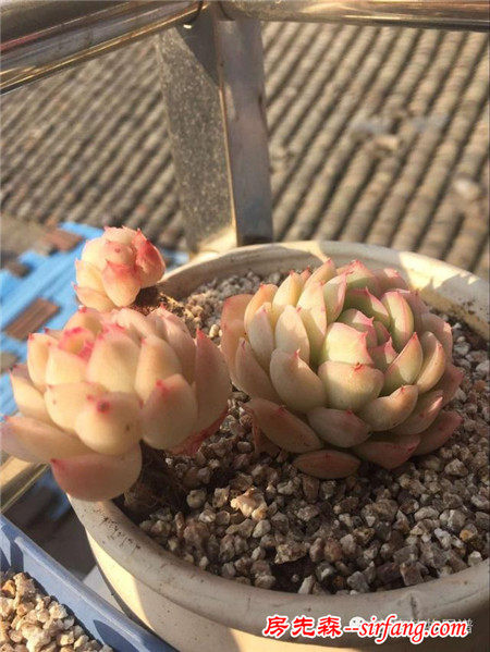 被隔壁美女送的肉肉拉入坑，我竟越陷越深~