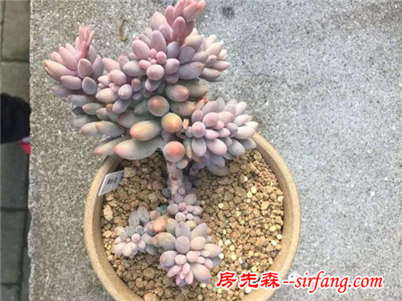 被隔壁美女送的肉肉拉入坑，我竟越陷越深~