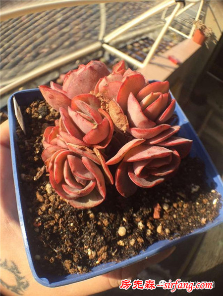 被隔壁美女送的肉肉拉入坑，我竟越陷越深~