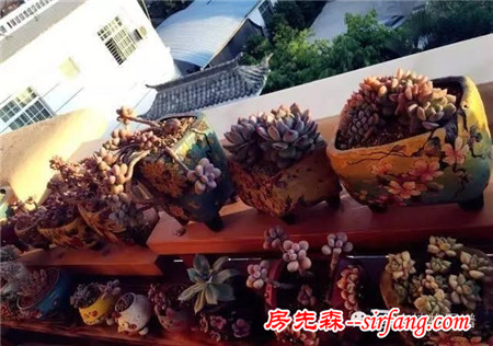 有一种平静，叫阳台赏肉！