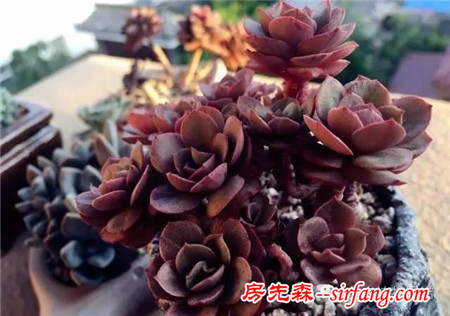有一种平静，叫阳台赏肉！