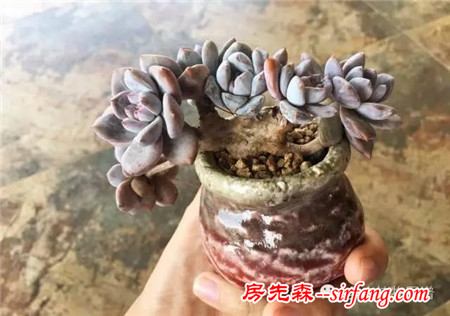 有一种平静，叫阳台赏肉！