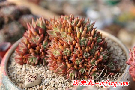 技術(shù)貼｜多肉植物常見(jiàn)問(wèn)題和處理方式~