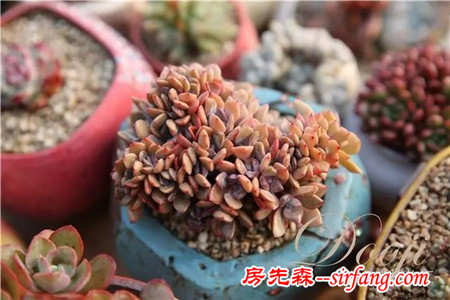 技術(shù)貼｜多肉植物常見(jiàn)問(wèn)題和處理方式~
