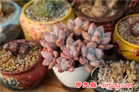 技術(shù)貼｜多肉植物常見(jiàn)問(wèn)題和處理方式~