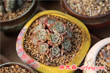 技術(shù)貼｜多肉植物常見(jiàn)問(wèn)題和處理方式~