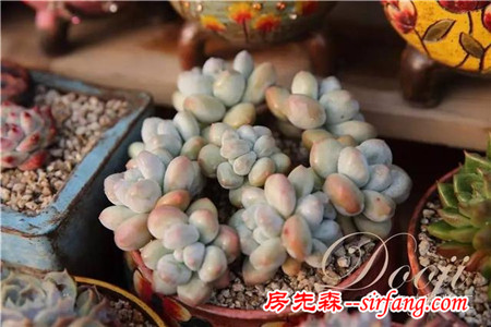 技術(shù)貼｜多肉植物常見(jiàn)問(wèn)題和處理方式~