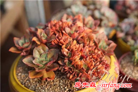 技術(shù)貼｜多肉植物常見(jiàn)問(wèn)題和處理方式~