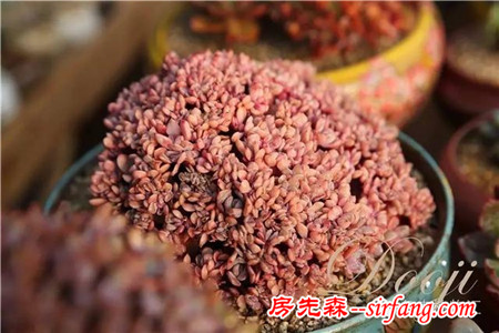 技術(shù)貼｜多肉植物常見(jiàn)問(wèn)題和處理方式~
