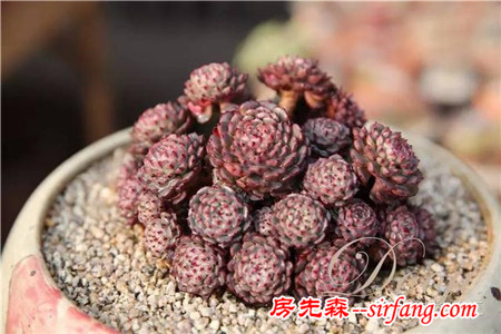 技術(shù)貼｜多肉植物常見(jiàn)問(wèn)題和處理方式~