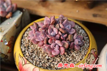 技術(shù)貼｜多肉植物常見(jiàn)問(wèn)題和處理方式~