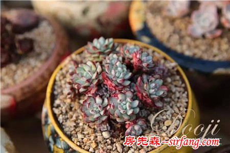 技術(shù)貼｜多肉植物常見(jiàn)問(wèn)題和處理方式~