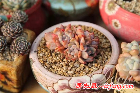 技術(shù)貼｜多肉植物常見(jiàn)問(wèn)題和處理方式~