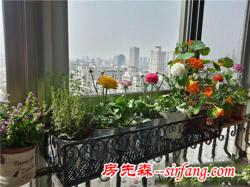 充分利用阳台空间养花，阳台栏杆如何摆盆花才好看！