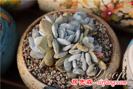 技術(shù)貼｜多肉植物常見(jiàn)問(wèn)題和處理方式~