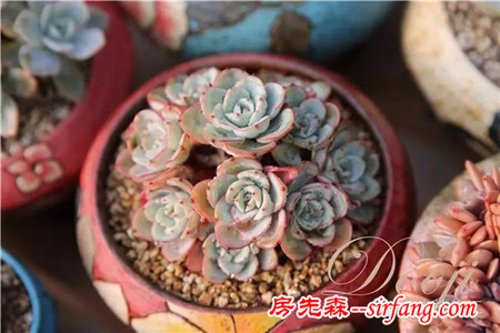 技術(shù)貼｜多肉植物常見(jiàn)問(wèn)題和處理方式~