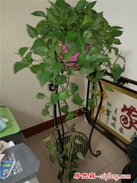 有哪些适合形成「花瀑」效果的盆栽植物？