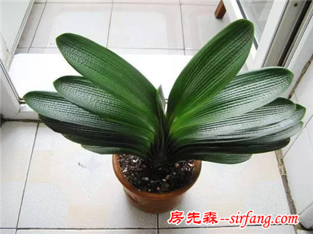 你们家最让你满意的绿植是什么？