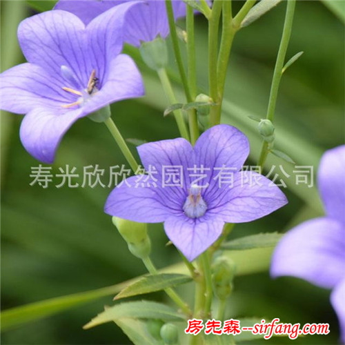 批发花仙子桔梗花种子包袱花铃铛花庭院阳台四季易种绿植花卉50粒