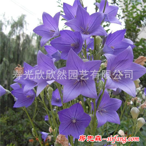 批发花仙子桔梗花种子包袱花铃铛花庭院阳台四季易种绿植花卉50粒