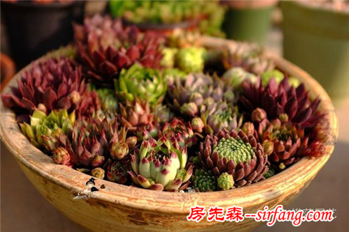 旧土扔掉可惜？这样简单翻新后就能继续利用啦~