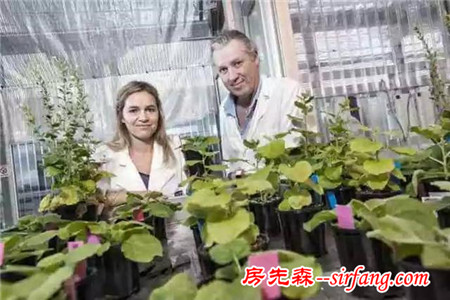 NASA认证六种植物 可以有效改善室内空气品质