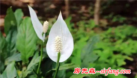 NASA认证六种植物 可以有效改善室内空气品质