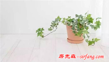 NASA认证六种植物 可以有效改善室内空气品质