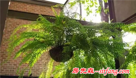 NASA认证六种植物 可以有效改善室内空气品质