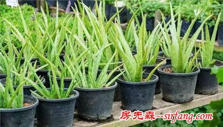 NASA认证六种植物 可以有效改善室内空气品质