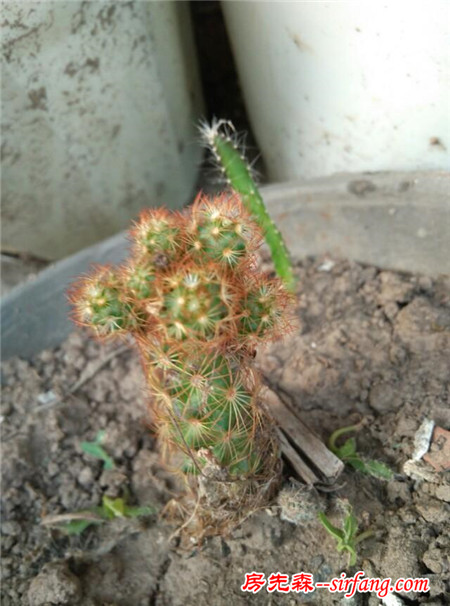 仙人掌类的植物怎么养？