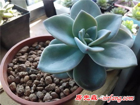 自从养了多肉，瞅啥都象花盆儿！
