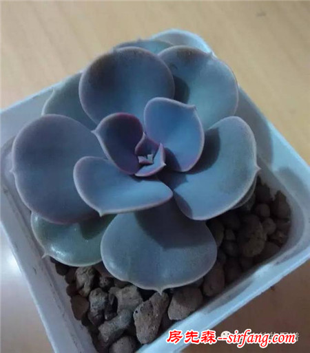 自从养了多肉，瞅啥都象花盆儿！