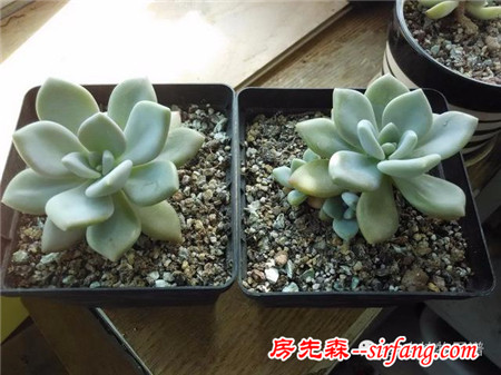 自从养了多肉，瞅啥都象花盆儿！