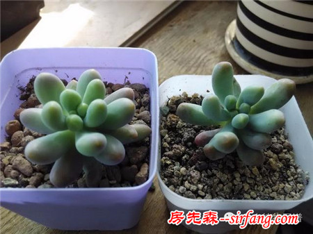 自从养了多肉，瞅啥都象花盆儿！