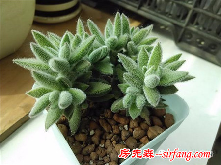 自从养了多肉，瞅啥都象花盆儿！