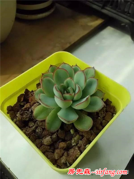 自从养了多肉，瞅啥都象花盆儿！