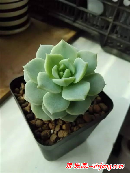 自从养了多肉，瞅啥都象花盆儿！